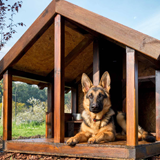 Pensión Canina